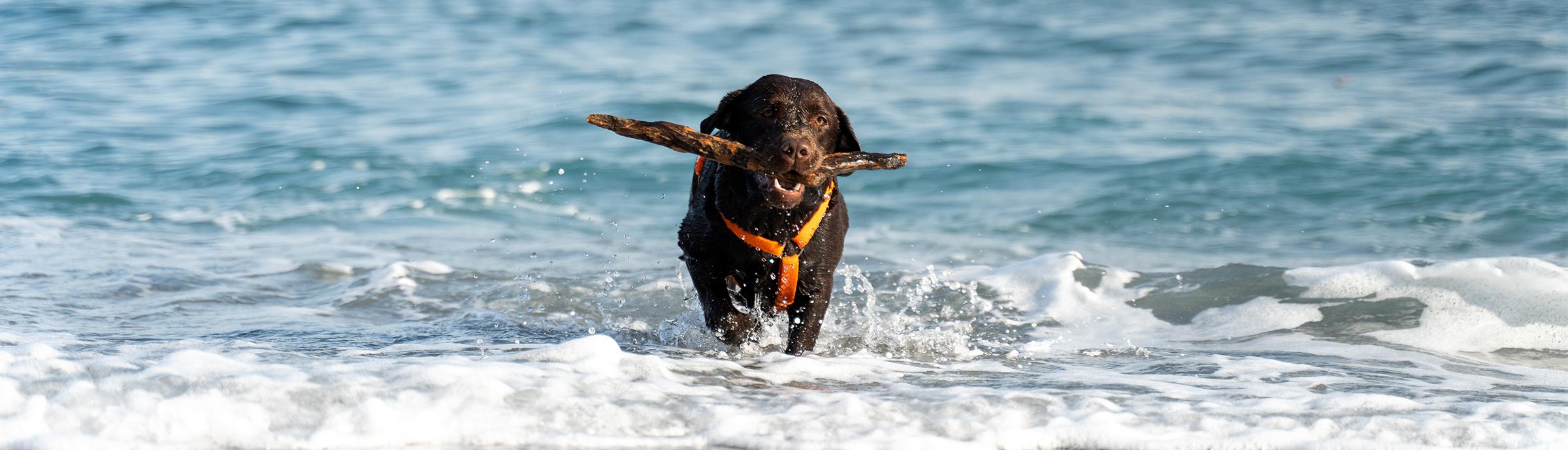 Ferienwohnungen Haubarg & Remise St. Peter-Ording