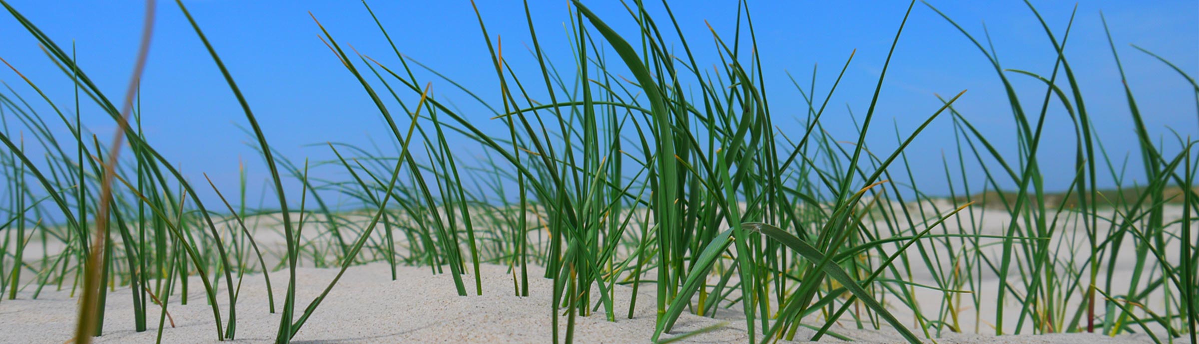 Ferienwohnungen Haubarg & Remise St. Peter-Ording